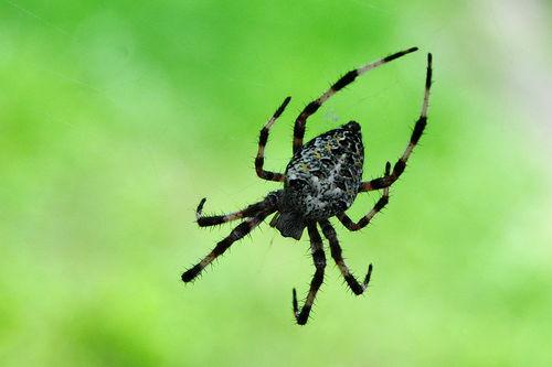 蜘蛛衣福利在线,揭秘在线福利新体验